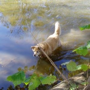 Meet your Posher, Joey